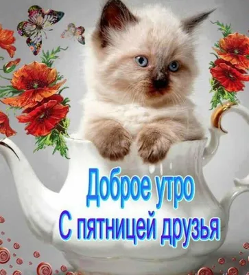 С добрым утром пятницы! | Смешные открытки, Милые котики, Доброе утро