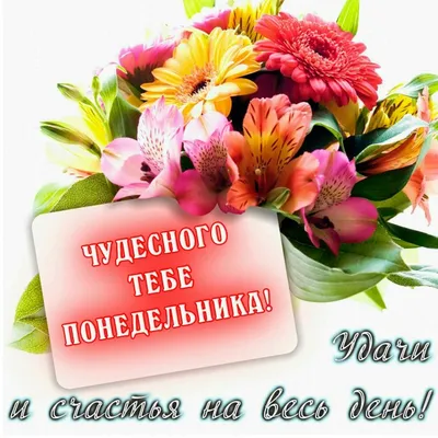 Ольга Блогер | Доброе утро понедельника #лето #утро #город #доброеутро  #природа #цветы #улитка #насекомое #понедельник #утропонедельника  #дзенпонедельник #праздник #праздниксегодня | Дзен