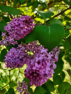 Доброе, доброе утро 💜 Уже неделю как я сделала серию фотографий с сиренью,  и всю эту неделю я пытаюсь выстроить их в красивую ленту.… | Instagram