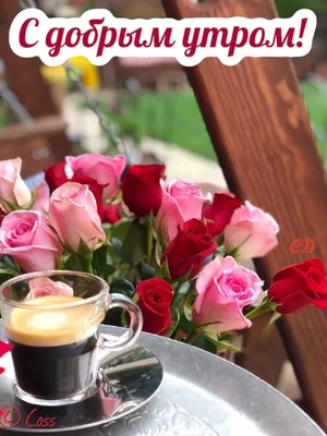 Доброе утро! Сегодня хочу продолжить тему: «Чашечка кофе и цветы по утрам»Вчера  на мой пост отреагировали многие и трое из них посоветовали… | Instagram