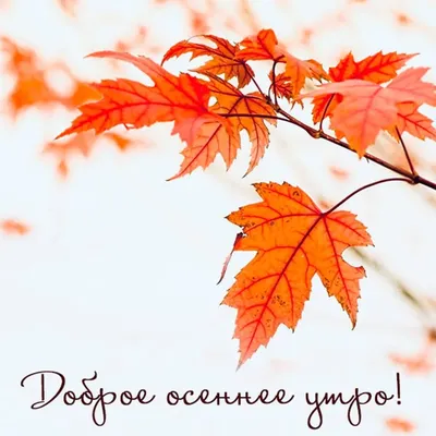 Доброго осеннего Утра ☕🍁#хорошегодня ❤️ | Instagram