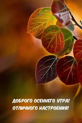 🍁🍂🍁 Доброго осеннего утра 🌅 хорошего дня и отличного 😊 настроения... |  TikTok