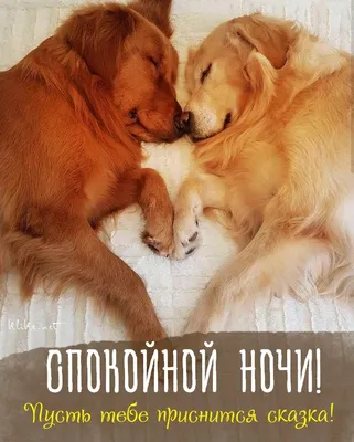 Сладких снов! - Спокойной ночи! - Моя анимация - Каталог статей - Для души  -Лейла Шишкина