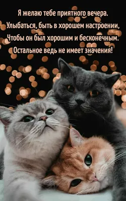 Chilling cat, гостиница для животных, улица Индустриальная, 38/1 ст4,  Сургут — 2ГИС