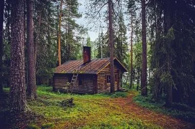 🌲 Снять домик в лесу в подмосковье 🌲