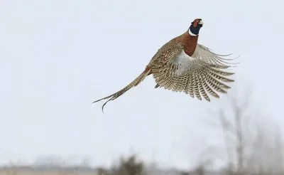 В Амурской области заканчивается охота на фазана ▸ Amur.Life