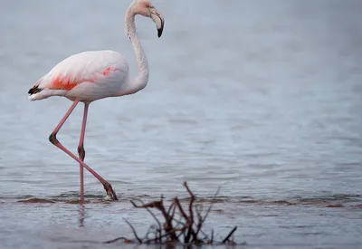 Очевидцы встретили фламинго на тюменской трассе