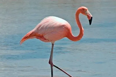 Интерьерная картина на холсте \"Розовый фламинго на озере - арт\" размер  45x60 см - купить по низкой цене в интернет-магазине OZON (528192548)