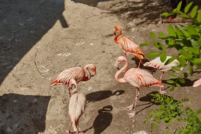 Интерьерная картина на холсте \"Розовый фламинго\" птицы и животные, размер  30x40 см - купить по низкой цене в интернет-магазине OZON (510981243)