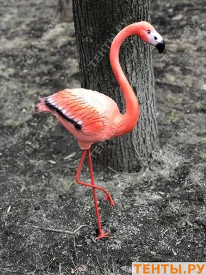 Фламинго на зоопарке стоковое фото. изображение насчитывающей португалия -  134412102