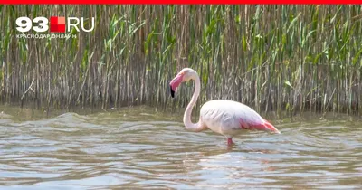 Фламинго в Московском зоопарке переехали в летний вольер – Москва 24,  02.05.2022