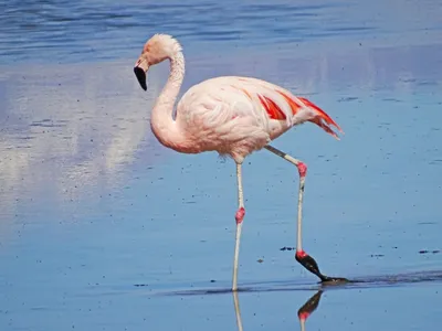 Чилийский фламинго — Википедия