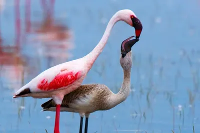 Фламинго крыло / Flamingo Wing Stock Vector | Adobe Stock