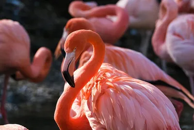 Невероятно! На Кипр прилетело 11 тысяч фламинго - Новости Кипра