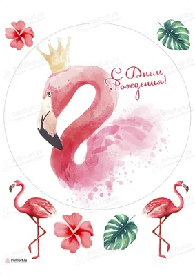 Розовый фламинго — Phoenicopterus roseus / Статьи / Птицы Европы