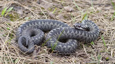 Степная гадюка (Vipera renardi)