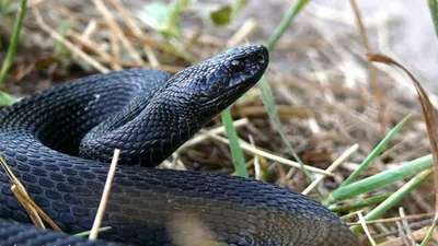 Герпетофауна Поволжья - Гадюка обыкновенная Vipera berus