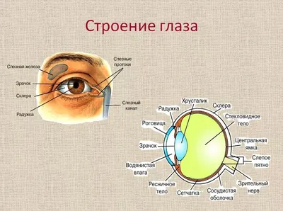 Карие глаза | Коричневые глаза, Фотография глаза, Цвет глаз