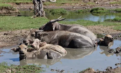 Это не машина. Это - КУСОК ГОВНА.