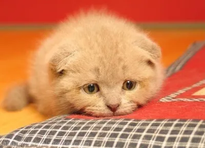 Самые грустные коты интернета. Собрал всех😄. | Донт энд Кноу | Дзен