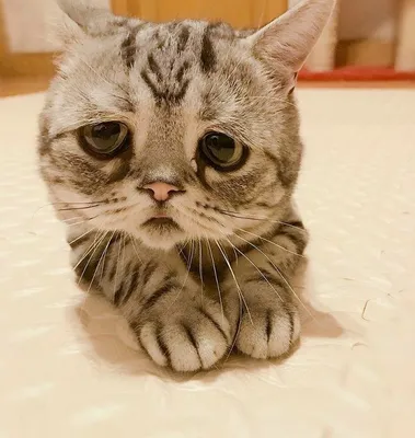 Картинки грустных котиков фотографии