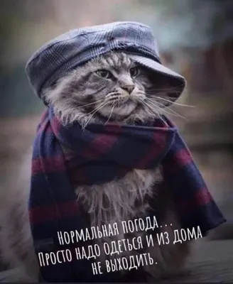 Найден грустный котик на улице Народная, д.8 в Пскове | Pet911.ru