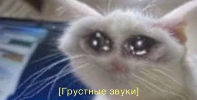Грустные котики | ВКонтакте