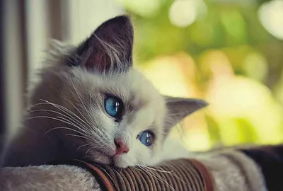 Skyeng B2B - Да, грустный котик на картинке – это запрещенный прием. Но на  то есть причина! Впереди пора отпусков. Это значит, что анонсов интересных  событий поубавится, и мы думаем, чем бы