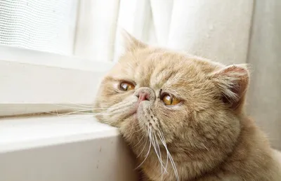 Самый грустный кот в мире: кто он и какая у него жизнь? | Animal Town | Дзен