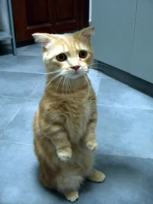Это видео сразит вас наповал! Самый грустный кот стал звездой соцсетей –  пользователи гадают, почему он так
