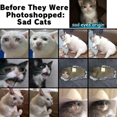 Картинки грустных котов фотографии