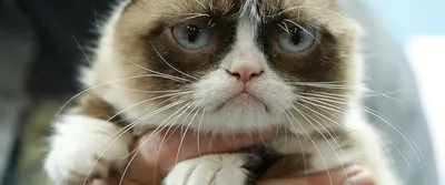 В Москве нашли самого грустного кота в мире - Российская газета