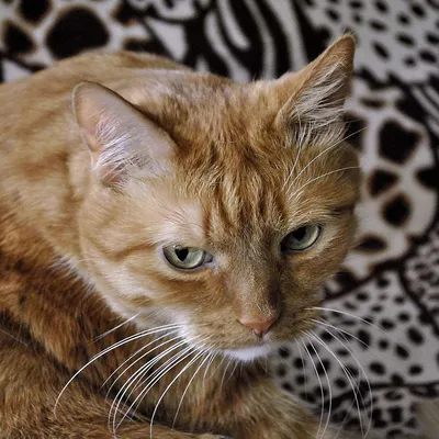 Портрет кота улицы Бездомный сиротливый кот Несчастный и грустный кот  Стоковое Фото - изображение насчитывающей маскарад, красивейшее: 145372678