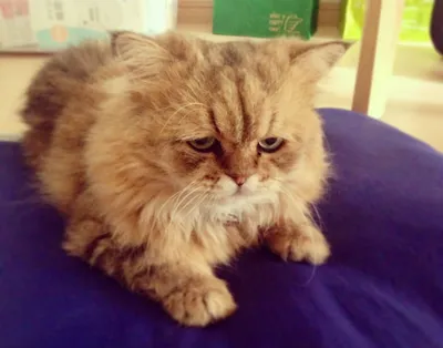 грустный кот :: котэ / прикольные картинки, мемы, смешные комиксы, гифки -  интересные посты на JoyReactor