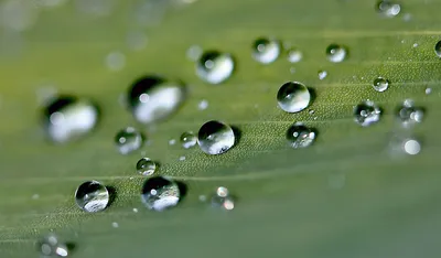 Фотообои Капли воды на стену. Купить фотообои Капли воды в  интернет-магазине WallArt