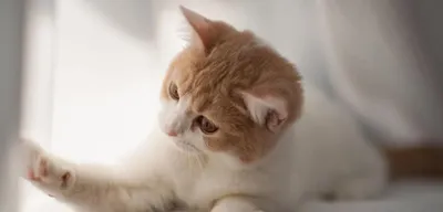 Кошкин дом: гаджеты для котов и хозяев
