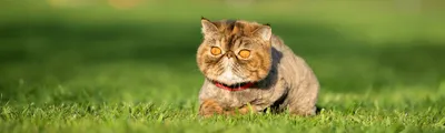 Ошейник инсектоакарицидный Барьер супер для котов – Продукт