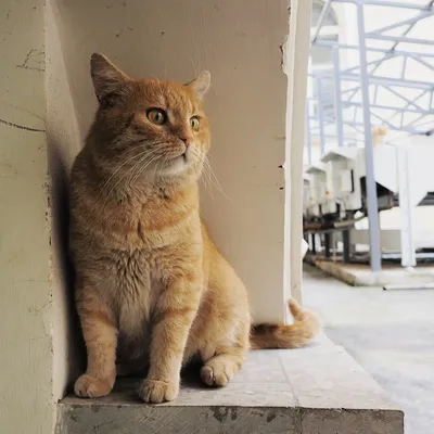 Самые первые фотографии котов, сделанных ещё в XIX веке • Кошки среди людей