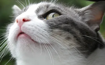 Игрушка для кошек, котов и котят. Палочки мататаби для чистки зубов в  обсыпке из плодов мататаби, 6 палочек - купить с доставкой по выгодным  ценам в интернет-магазине OZON (644667706)
