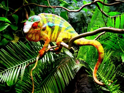 красочный вид на голову хамелеона, хамелеон чичукай прячется в джунглях, Hd  фотография фото, глаз фон картинки и Фото для бесплатной загрузки
