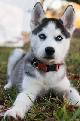 Хаски сибирский: фото собаки и характеристика породы