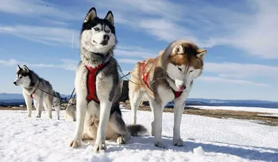 Собака Хаски | Хаски, Собаки, Сибирские хаски