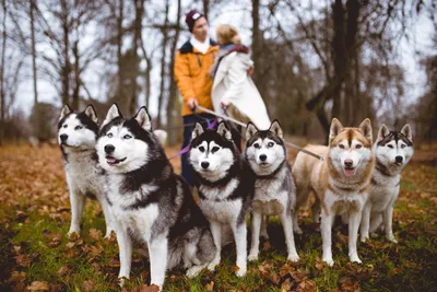 хаски (husky, сибирская хаски, сибирский хаски, ) :: фото :: здоровый сука  :: волк :: собака (собакен, песель, пес) / смешные картинки и другие  приколы: комиксы, гиф анимация, видео, лучший интеллектуальный юмор.