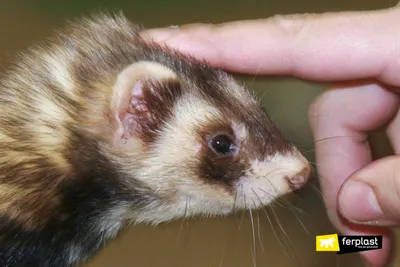 Готовимся к приезду хорька – Happy Ferret