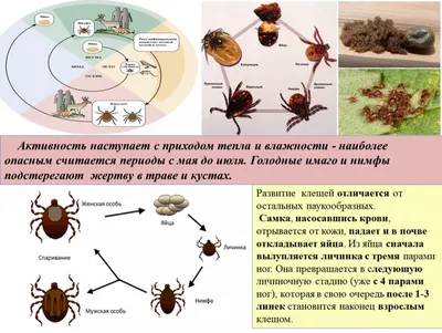 Сезон клещей в Москве уже начался: чем опасны, кто находится в группе риска  и как защититься