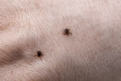 Ученые обнаружили новый способ передвижения клещей | Телеканал  Санкт-Петербург
