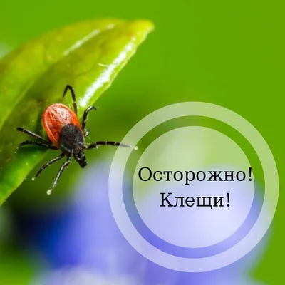Сельчане Западного Казахстана жалуются на нашествие клещей - 10.04.2023,  Sputnik Казахстан