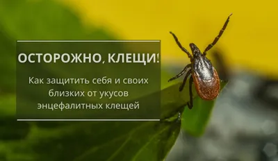 Укус клеща, как уберечься от клещей, симптомы после укуса