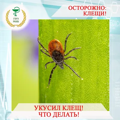 Сезон клещей – в разгаре!