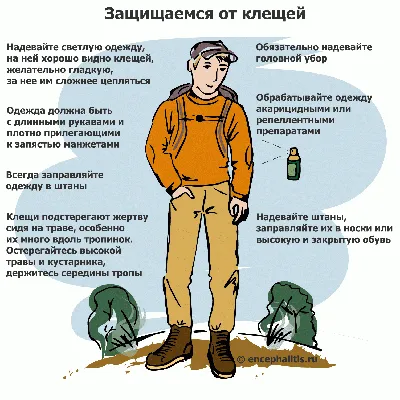 Профилактика присасывания клещей | Министерство здравоохранения  Хабаровского края